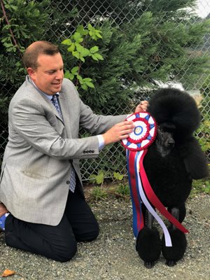 10-poodle.jpg