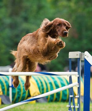 9-tie-Top-Agility-2019-Jenny-Irish-Setter-pic-Greg-Snyder-1.jpg