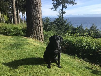 Pointing-Amateur-Shooting-Dog-edited.jpg