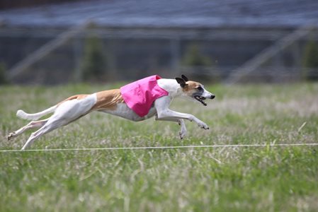Pointing-Open-Shooting-Dog.jpg