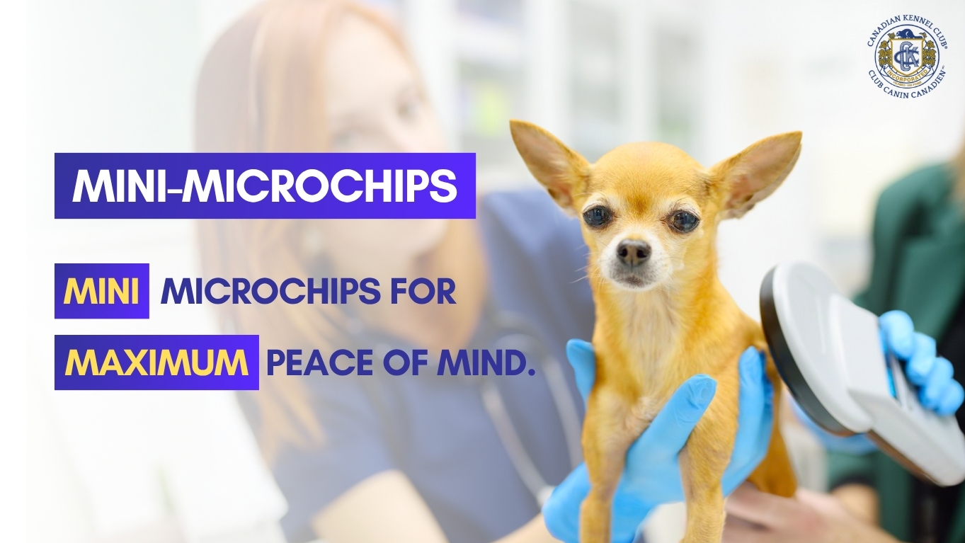 Mini-Microchip-Ad-Jan-8_EN-FINAL.png