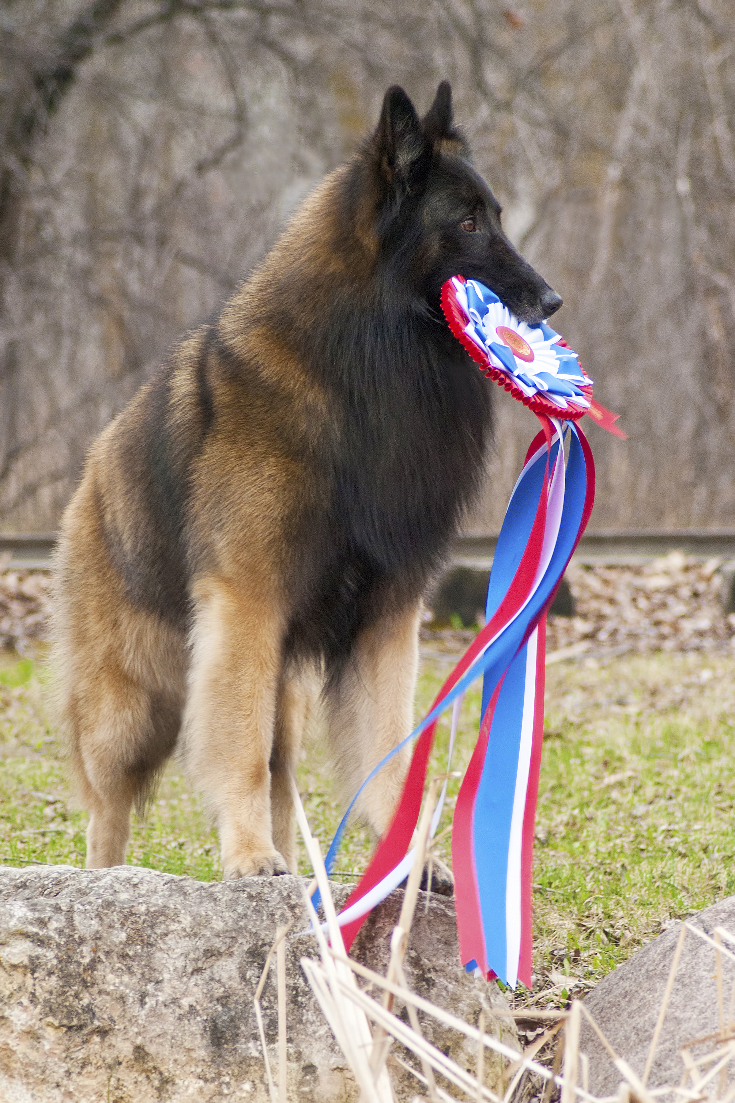 sky acres belgian tervuren