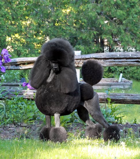 2014-TSD-Std-Poodle-Graydon.jpg
