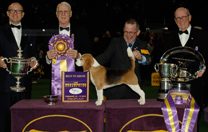 Beagle-GChX-Tashtins-Lookin-For-Trouble-1.jpg