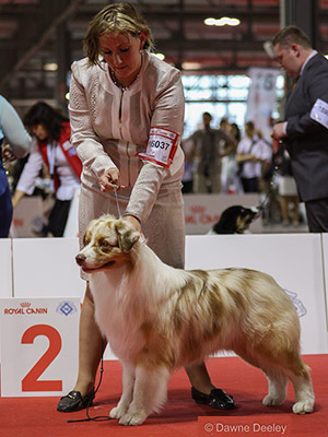 Burdon_Australian-Shepherd-Jumpin-Jack-Flash-des-Terres-de-Khairyaca-jpg-aspx.jpeg Burdon_Australian-Shepherd-Jumpin-Jack-Flash-des-Terres-de-Khairyaca-jpg-aspx.jpeg