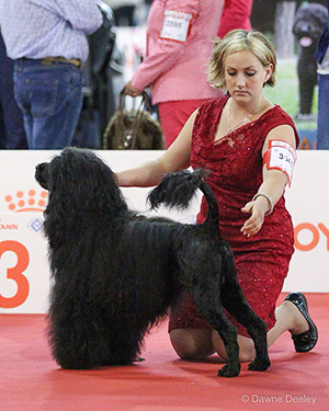 Glenda-Newton-s-Portuguese-Water-Dog-jpg-aspx.jpeg Glenda-Newton-s-Portuguese-Water-Dog-jpg-aspx.jpeg