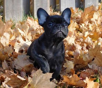 FrenchBulldog_YP2.jpg