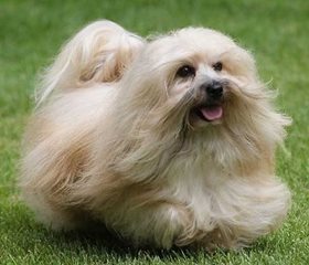 Havanese_CD2.jpg