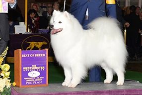 WKCBOB_AmericanEskimo.jpg