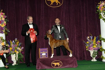 WKCWinner_Boxer-1.jpg