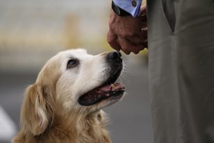 Fly-R-Obedience.jpeg