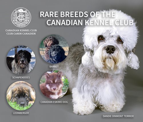CKC-RareBreedsCollage_2016.jpg CKC-RareBreedsCollage_2016.jpg