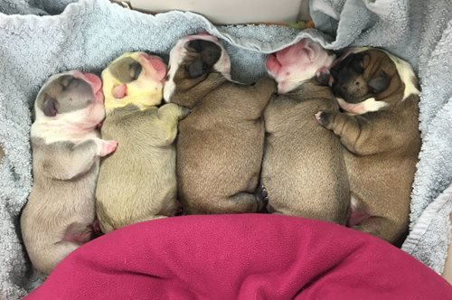 MBM-Bulldogs-Scarlet-Puppies-Born-Jan2017-1.jpg