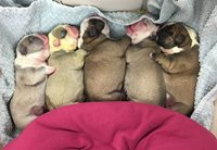 MBM-Bulldogs-Scarlet-s-Puppies-Born-January-2017.jpg