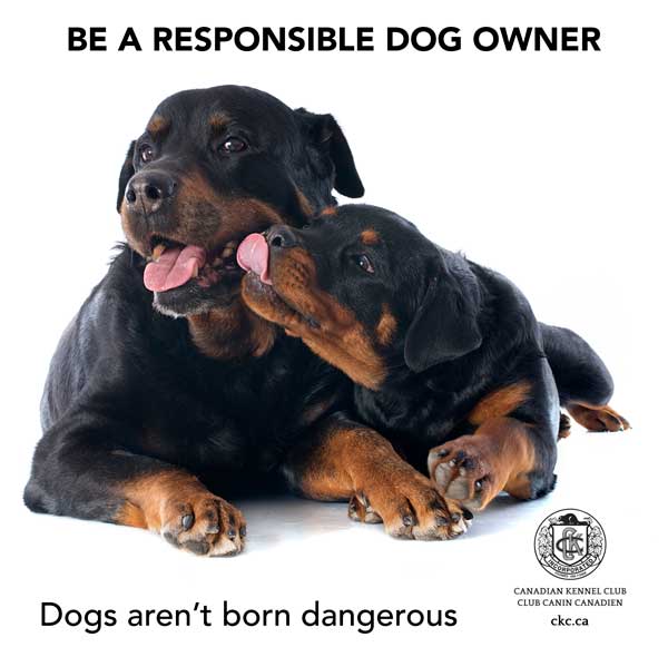 DogsArentBornDangerousENG_Rottweiler-1.jpg