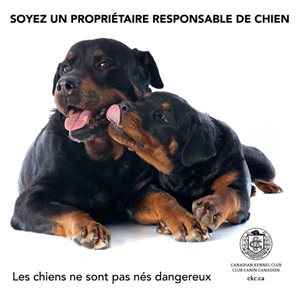 203iBNZkQEiJG9k0qblz_DogsArentBornDangerousFR.jpg