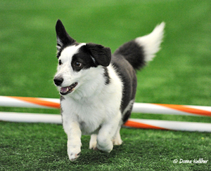 TAD-2017-Corgi.jpg