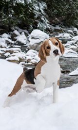Posing-in-the-snow.jpg Posing-in-the-snow.jpg