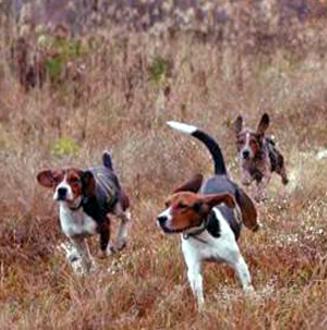 Beagles-announcement.jpg Beagles-announcement.jpg