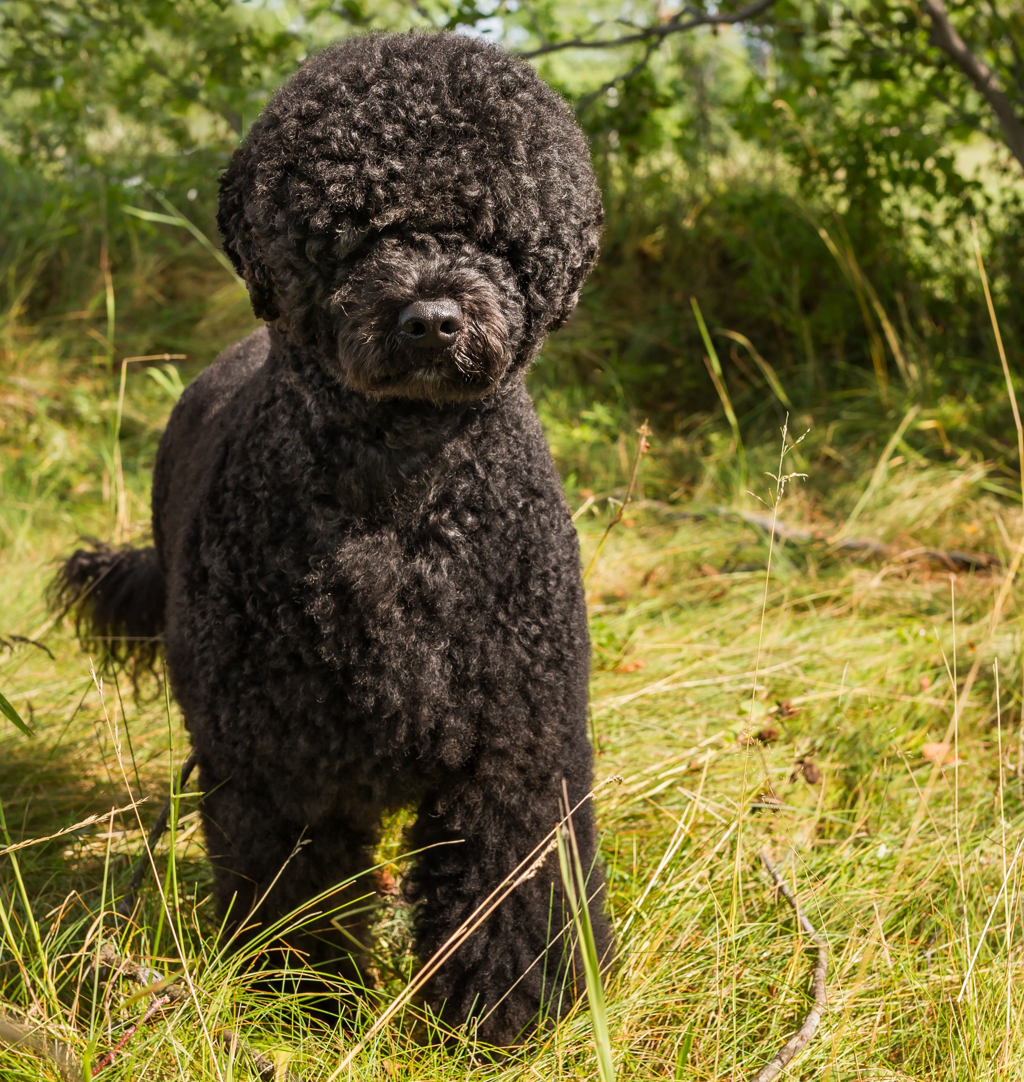 Portuguese_Water_Dog_1025329_Gillian_Goldschmidt_c1c18606-489e-4ffa-bf66-ace9dad3b6d1-1.jpg Portuguese_Water_Dog_1025329_Gillian_Goldschmidt_c1c18606-489e-4ffa-bf66-ace9dad3b6d1-1.jpg
