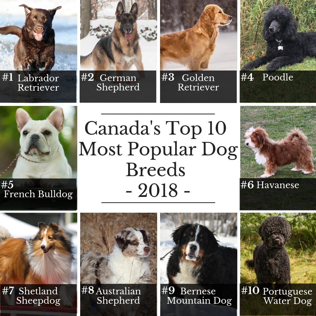 top 10 most popular dog breeds