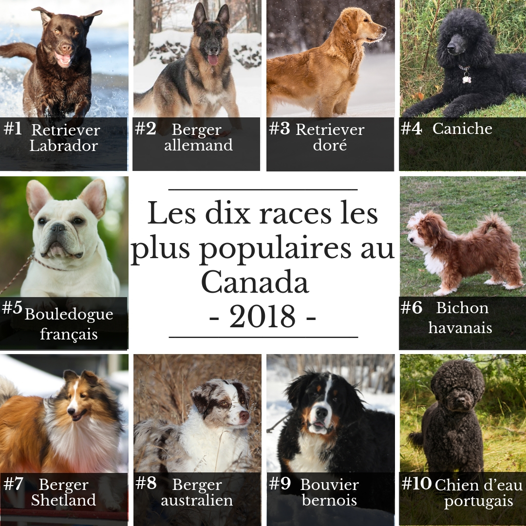 Top-10-Popular-Breeds-FR.jpg