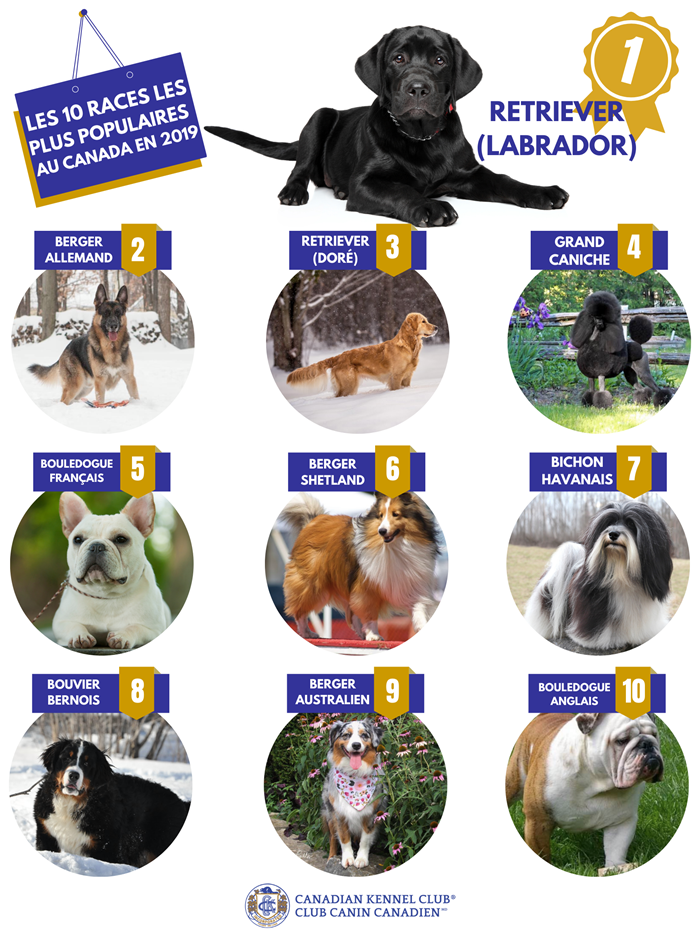 Top-10-Breeds-of-2019-FR.png