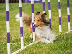 2020agility-1.jpg