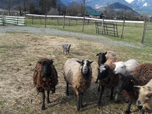 2020herding-1.jpg