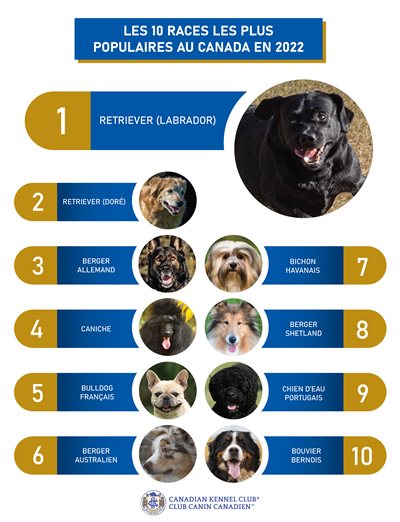 2022-TOP-10-Breeds-French-2.jpg