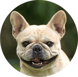 frenchie.png