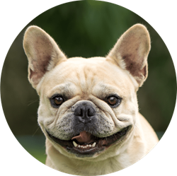 frenchie.png