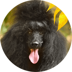 poodle.png poodle.png