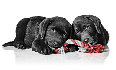 LABRADOR_PUPPIES_-_START_OF_LIFE_EMBLEMATIC_Med-_Res-___Basic_388019-1-1.png