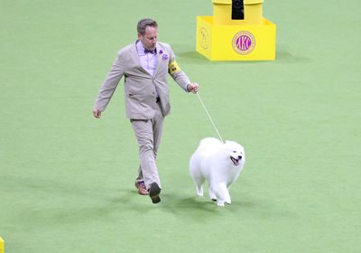 americaneskimodog2.jpeg americaneskimodog2.jpeg