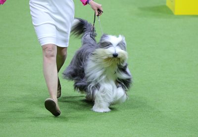beardedcollie.jpeg beardedcollie.jpeg