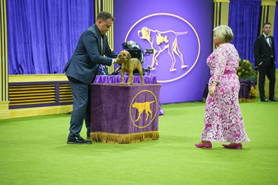 borderterrier-1.jpeg borderterrier-1.jpeg
