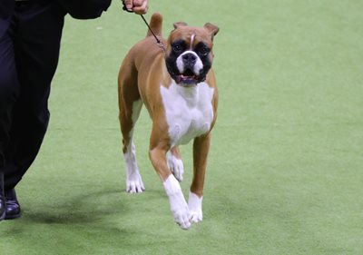 boxer.jpeg boxer.jpeg