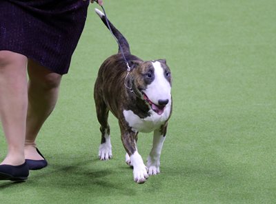 bullterriercolored-1.jpeg