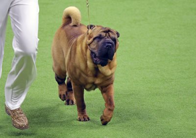 chinesesharpei2.jpeg chinesesharpei2.jpeg