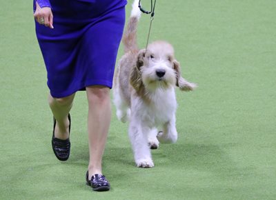 grandbassetgriffonvendeen2.jpeg grandbassetgriffonvendeen2.jpeg