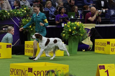 irishredandwhitesetter.jpeg irishredandwhitesetter.jpeg