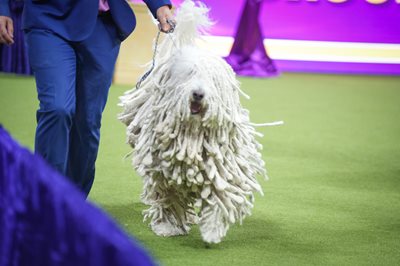 komondor.jpeg komondor.jpeg