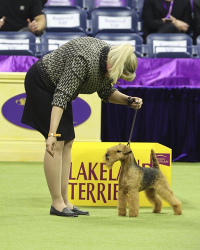 lakelandterrier-1.jpeg