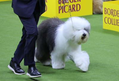 oldenglishsheepdog.jpeg oldenglishsheepdog.jpeg