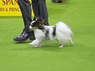 papillon2.jpeg papillon2.jpeg