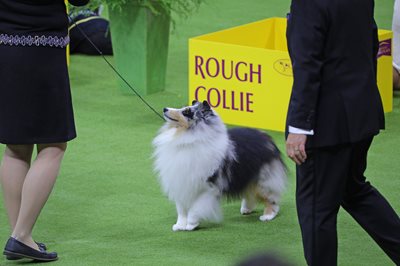 shetlandsheepdog.jpeg shetlandsheepdog.jpeg