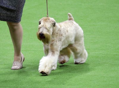 softcoatedwheatenterrier.jpeg softcoatedwheatenterrier.jpeg