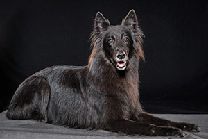 10-Phoenix-Belgian-Shepherd.jpg