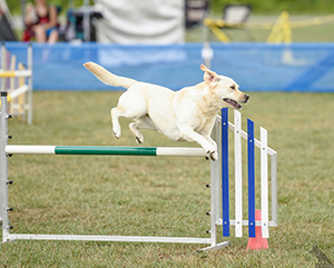 4-Siren-Lab-jump.jpg